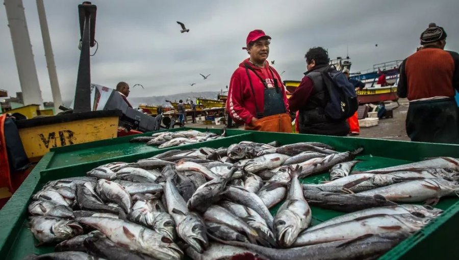 Ministro de Economía reconoce que Subsecretario de Pesca entregó al Congreso datos incorrectos de captura de merluza
