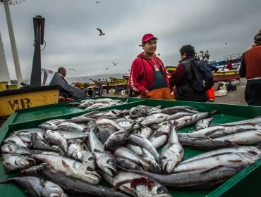 Ministro de Economía reconoce que subsecretario de Pesca entregó datos incorrectos al Congreso sobre captura de merluza