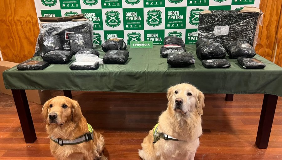 Incautan cerca de 20 kilos de droga avaluada en 300 millones de pesos en la región de Magallanes