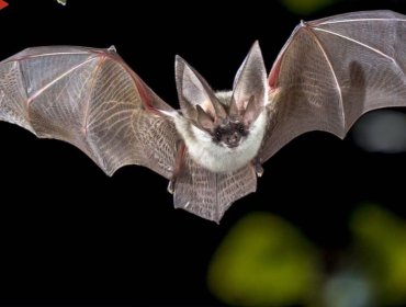 Murciélago con rabia en escuela de Quillota activa protocolo sanitario de la Seremi de Salud de Valparaíso y vacunación de mascotas