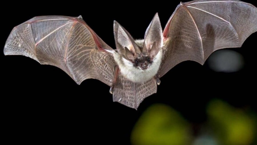 Murciélago con rabia en escuela de Quillota activa protocolo sanitario de la Seremi de Salud de Valparaíso y vacunación de mascotas