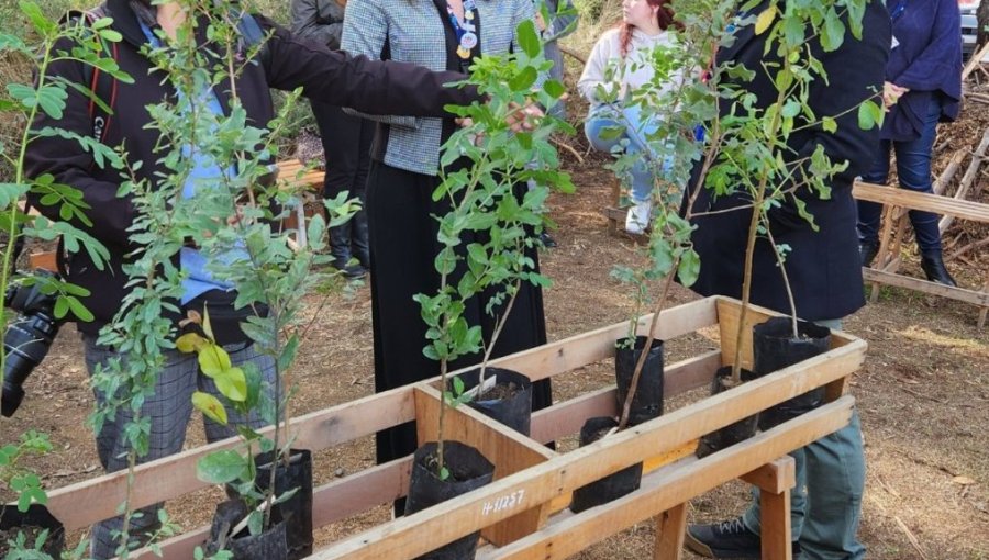 Hospital Pereira de Valparaíso recibió donación de 52 árboles nativos para fortalecer conservación de su ecosistema