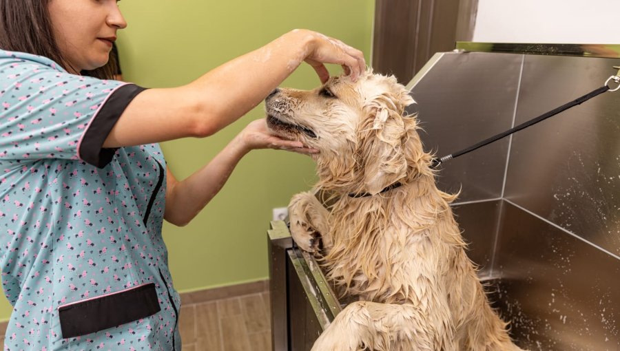¿Mucho o poco? Cómo saber si estás bañando mal a tu perro