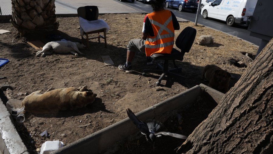 Piden investigar muerte de perros callejeros aparentemente envenenados en Quillota, Limache y Villa Alemana