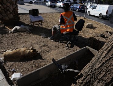 Piden investigar muerte de perros callejeros aparentemente envenenados en Quillota, Limache y Villa Alemana
