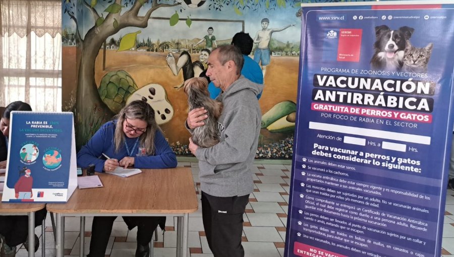 150 perros y gatos fueron vacunados tras hallazgo de murciélago con rabia al interior de un establecimiento educacional de Quillota