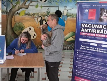 150 perros y gatos fueron vacunados tras hallazgo de murciélago con rabia al interior de un establecimiento educacional de Quillota