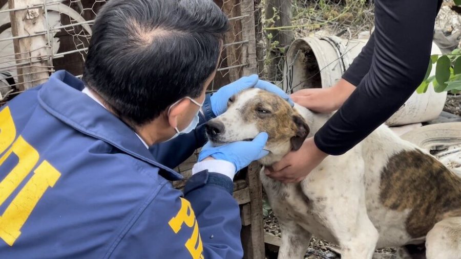 Rescatan a 15 perros galgos hallados en condición de maltrato en Limache: encargado de la propiedad fue detenido por la PDI