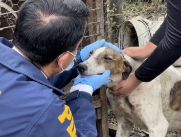 Rescatan a 15 perros galgos hallados en condición de maltrato en Limache: encargado de la propiedad fue detenido por la PDI
