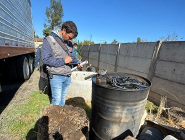 Inician campaña de erradicación de la mosca de la fruta tras hallazgo de ejemplares fértiles en un sector de San Felipe