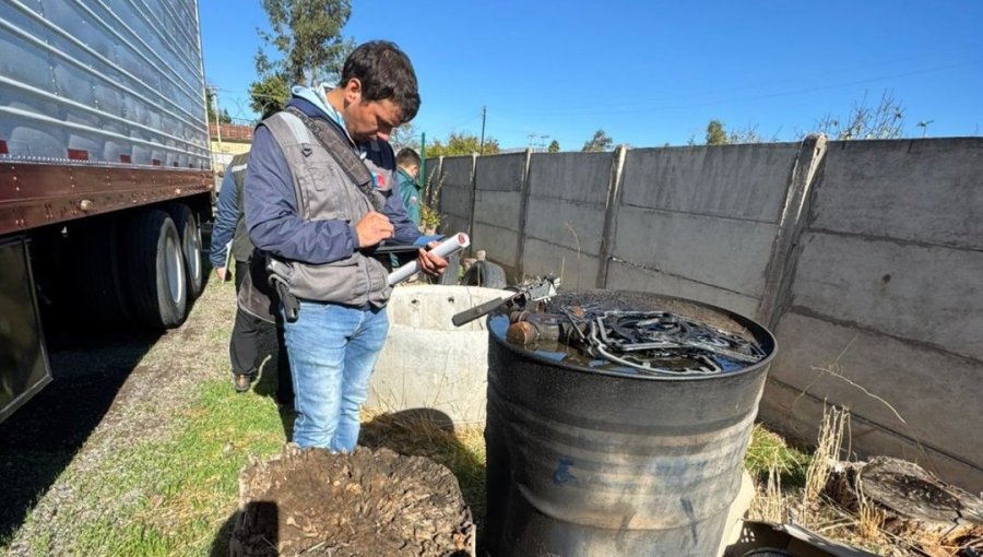 Inician campaña de erradicación de la mosca de la fruta tras hallazgo de ejemplares fértiles en un sector de San Felipe