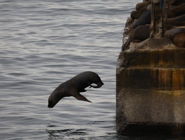En prisión preventiva queda imputado por disparar fuegos artificiales contra lobos marinos en Valdivia