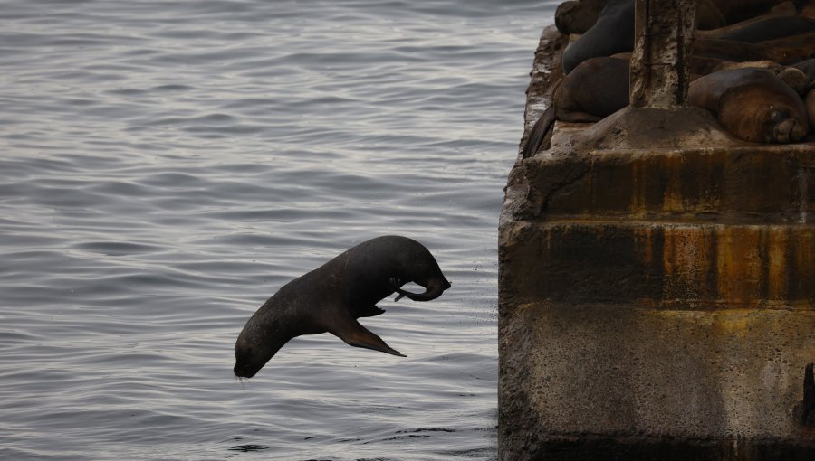 En prisión preventiva queda imputado por disparar fuegos artificiales contra lobos marinos en Valdivia
