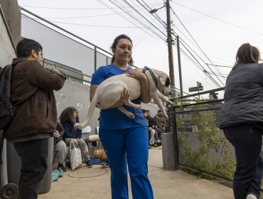 Valparaíso da inicio a campaña de esterilización para más de 2 mil perros y gatos