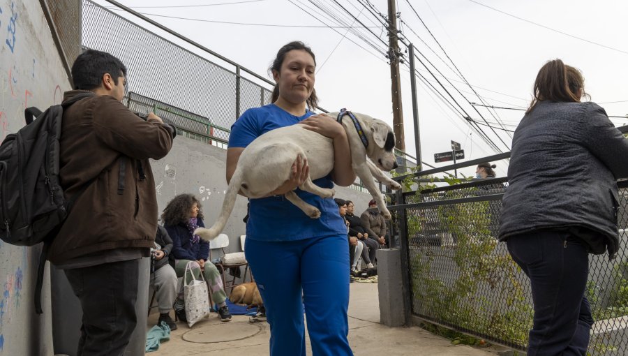 Valparaíso da inicio a campaña de esterilización para más de 2 mil perros y gatos