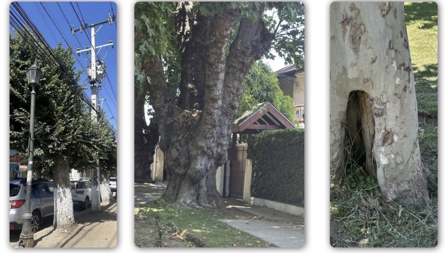 Estudio advierte graves riesgos por estado de árboles urbanos de la región de Valparaíso