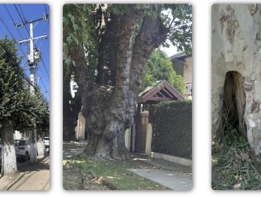 Estudio advierte graves riesgos por estado de árboles urbanos de la región de Valparaíso