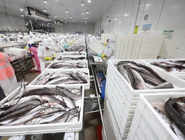 Subsecretario de Pesca y ley de fraccionamiento: "Ha sido un proceso transparente"