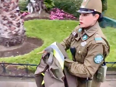 Pato herido fue rescatado por funcionarios de Carabineros en el Reloj de Flores de Viña del Mar