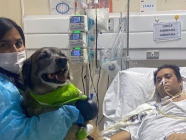 “Volvió a sonreír”: Paciente en UCI recibió visita de su perro gracias a plan de humanización del Hospital Pereira de Valparaíso