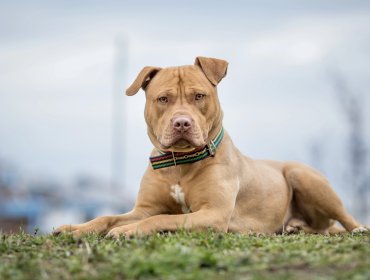 Pitbull irrumpe en sala de clases y muerde a cuatro alumnos en colegio de Limache