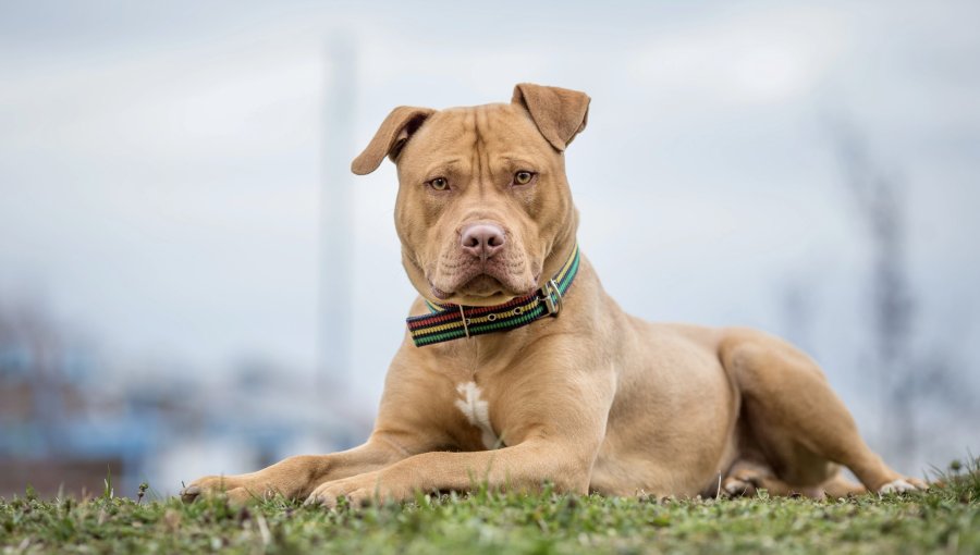 Pitbull irrumpe en sala de clases y muerde a cuatro alumnos en colegio de Limache