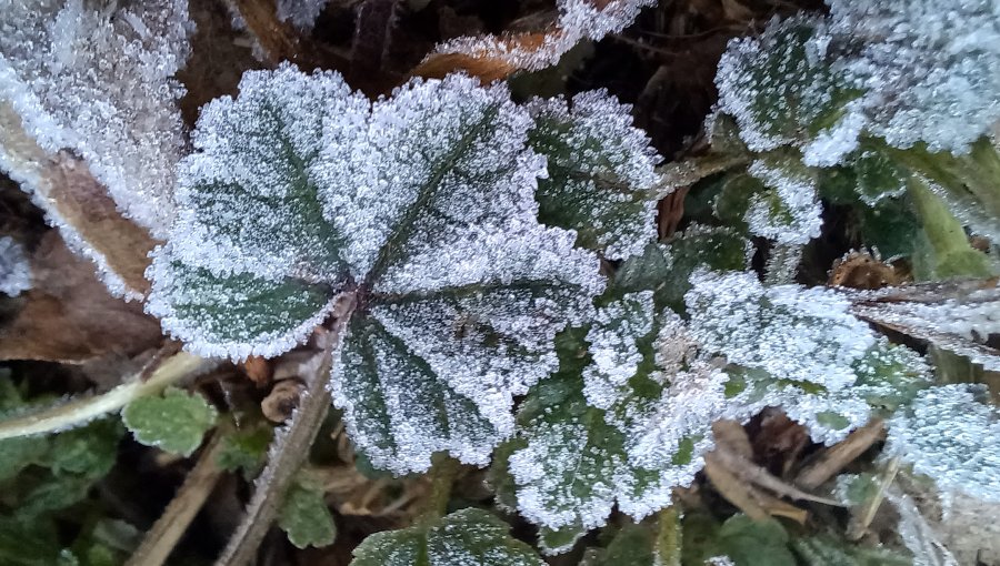 Emiten advertencia agrometeorológica por heladas entre las regiones de Valparaíso y del Maule: Mínimas de hasta -2°C