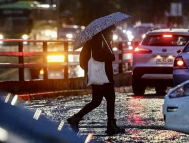 Lluvias y fuertes vientos dejan nueve árboles caídos en el camino costero de Concón