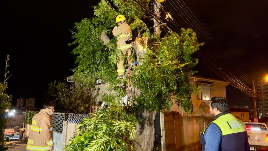 Viña del Mar reportó cerca de un centenar de solicitudes vecinales frente a emergencias producidas a raíz del sistema frontal