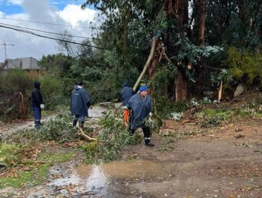 Caídas da ramas, filtraciones en viviendas y desprendimientos de fachadas marcan paso del sistema frontal por Valparaíso