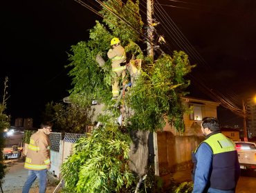 Viña del Mar reportó cerca de un centenar de solicitudes vecinales frente a emergencias producidas a raíz del sistema frontal