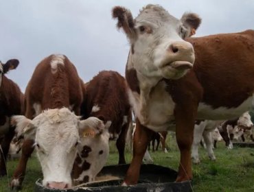 La multimillonaria estafa de las "vacas virtuales" que sacude a Uruguay, uno de los países más ganaderos del mundo