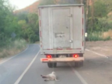 Condenan a 61 días de cárcel a sujetos que protagonizaron recordado episodio de maltrato contra un perro en La Calera