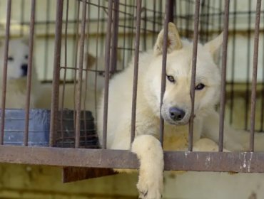 El dilema de Corea del Sur sobre qué hacer con medio millón de perros tras prohibir el consumo de su carne