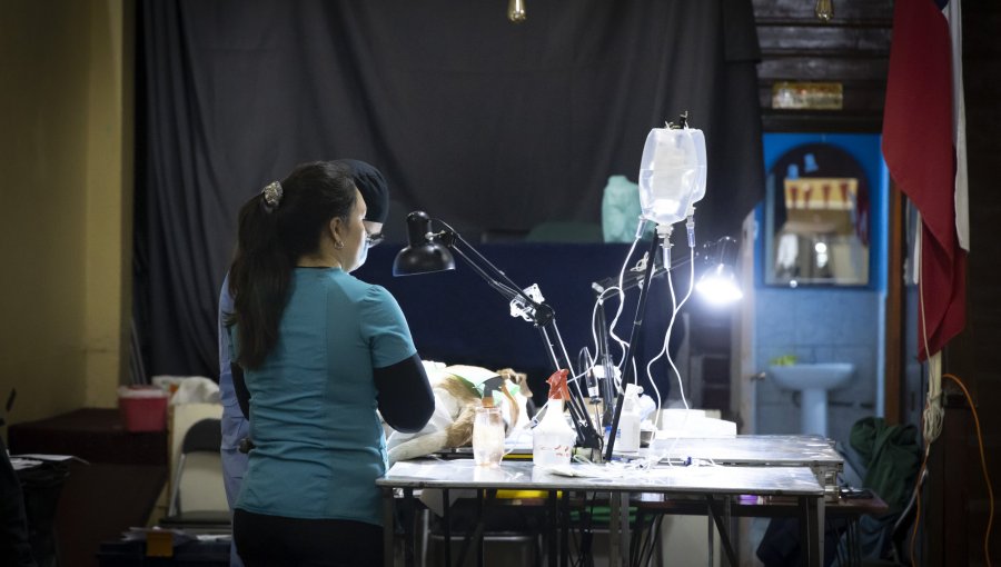 En el Barrio Puerto de Valparaíso continúa proceso de esterilizaciones caninas y tenencia responsable de mascotas
