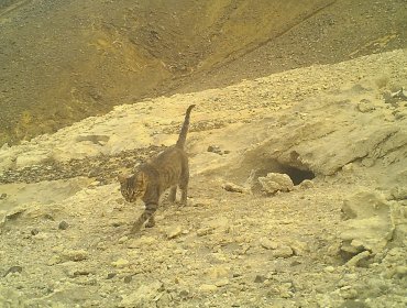 Cámaras-trampa registraron ataque de gato doméstico a uno de los fardelarios del Parque Archipiélago Juan Fernández