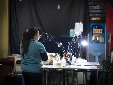 En el Barrio Puerto de Valparaíso continúa proceso de esterilizaciones caninas y tenencia responsable de mascotas