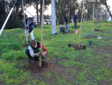 Plantan 120 árboles nativos en parque de Concón: Quebrachos, pimientos, maquis y molles enriquecen zona de pinos en deterioro