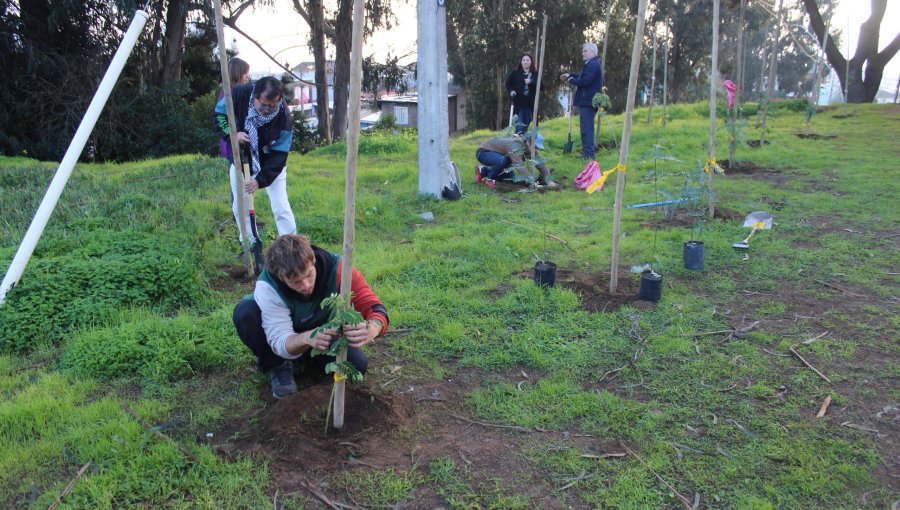 Plantan 120 árboles nativos en parque de Concón: Quebrachos, pimientos, maquis y molles enriquecen zona de pinos en deterioro