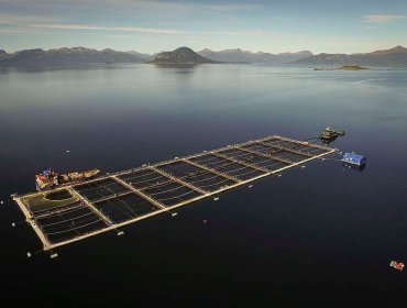 FNE pide multa de US$79,8 millones contra productoras de alimentos para salmones por colusión