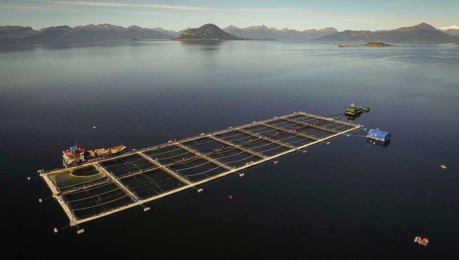 FNE pide multa de US$79,8 millones contra productoras de alimentos para salmones por colusión