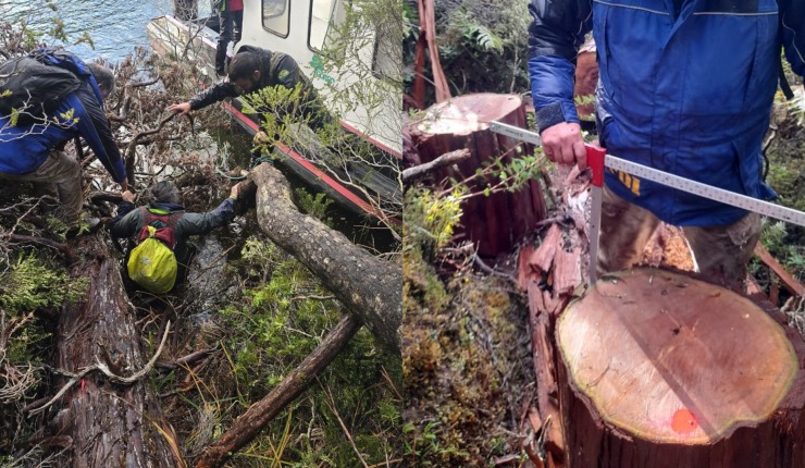 Conaf denuncia tala ilegal que afectó a 75 especímenes de hasta 500 años de ciprés de las Guaitecas en reserva nacional de Aysén