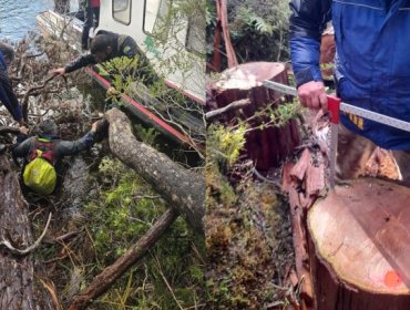 Conaf denuncia tala ilegal que afectó a 75 especímenes de hasta 500 años de ciprés de las Guaitecas en reserva nacional de Aysén