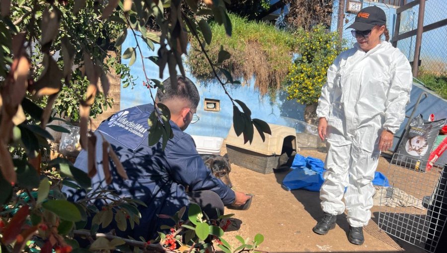 Municipio de Viña intervino casa con acumulación de perros y gatos en Reñaca: vecinos denunciaron ataques de los animales
