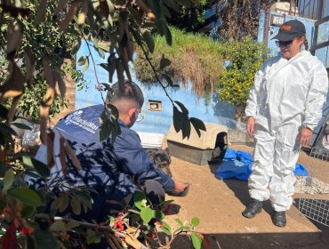 Municipio de Viña intervino casa con acumulación de perros y gatos en Reñaca: vecinos denunciaron ataques de los animales