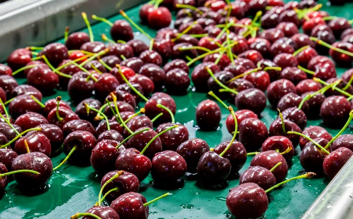 Nuevo récord en exportación de alimentos desde Chile: llegó a US$ 12.500 millones en primer semestre