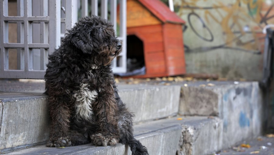 Fiscalía de Antofagasta abre investigación de oficio por presuntos casos de sustracción y faenamiento de perros