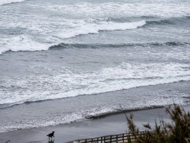 Boyeruca registra mayor aumento de nivel del mar por tsunami: perturbación de 2,4 metros