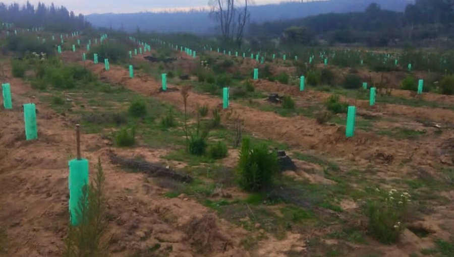 Reforestan terreno siniestrado de la reserva Lago Peñuelas de Valparaíso con 70 mil árboles nativos