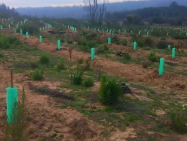 Reforestan terreno siniestrado de la reserva Lago Peñuelas de Valparaíso con 70 mil árboles nativos